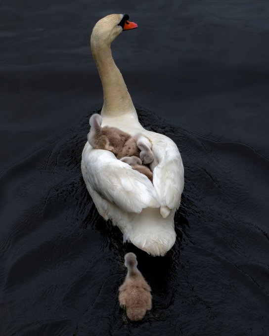 Swan father carrying cygnets on his back